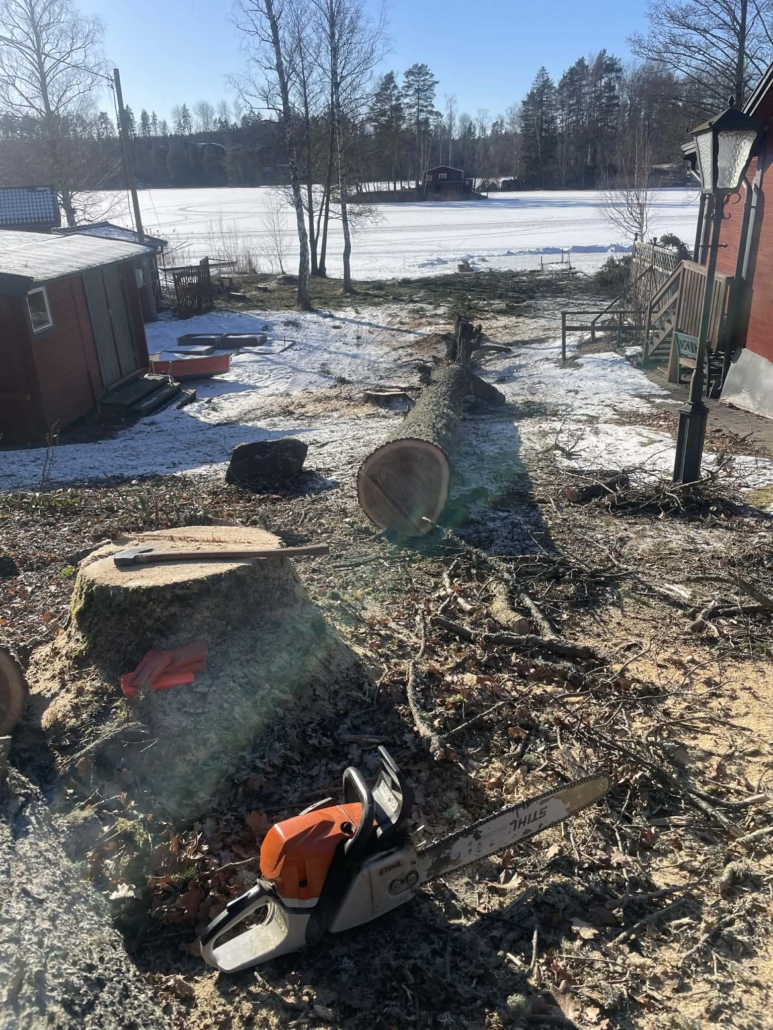 Avancerad Trädfällning