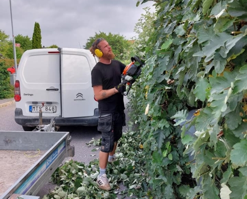 nilz klipper häck Trädgårdsskötsel med häckklippning och bortforsling
