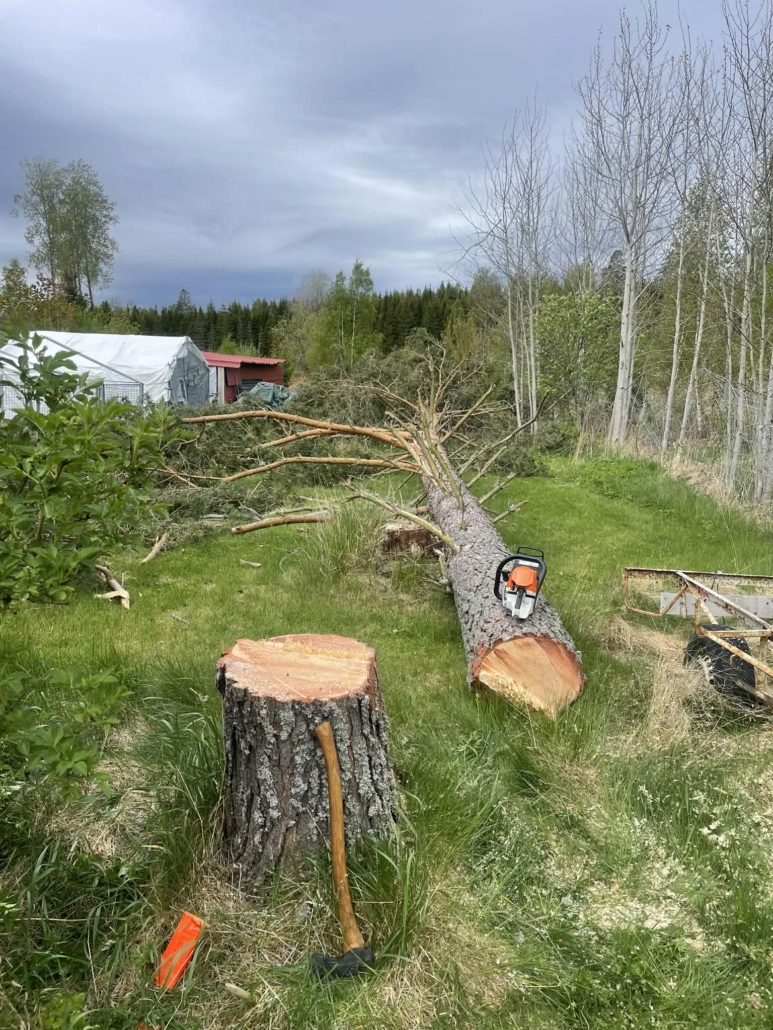 Trädfällning i Norrköping