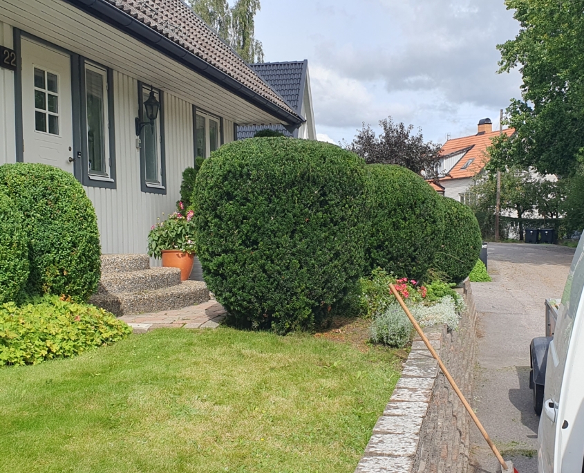 Form klippta buskar ger ett fint första intryck till trädgården