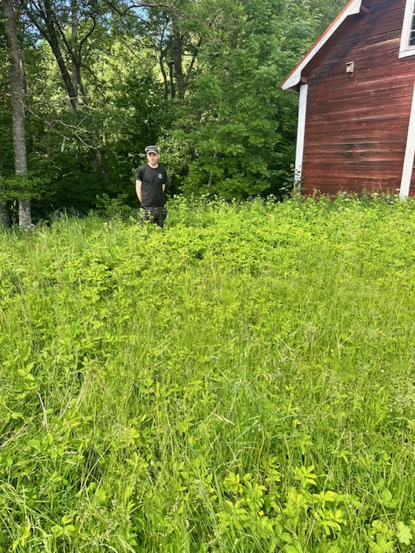 Före gräsklippning